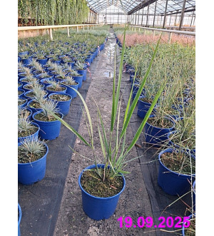 Panicum virg. 'Northwind' C 2 L